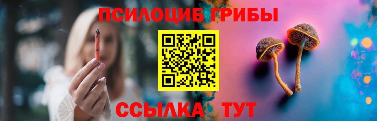 Псилоцибиновые грибы Psilocybine cubensis Балтийск